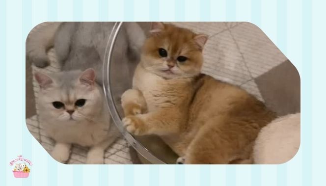 قطط للبيع بسعر مناسب