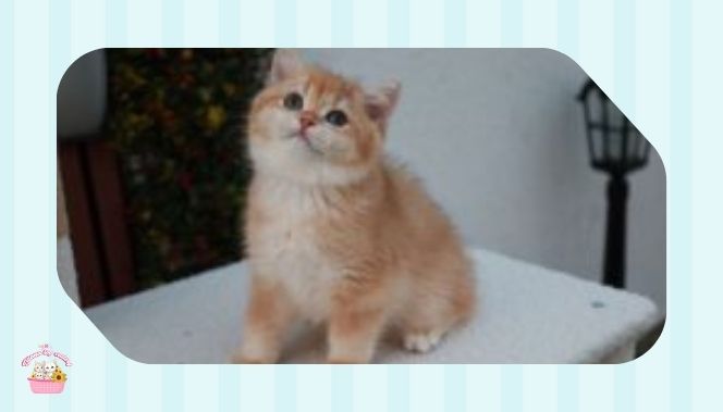 أفضل سلالات القطط الأليفة