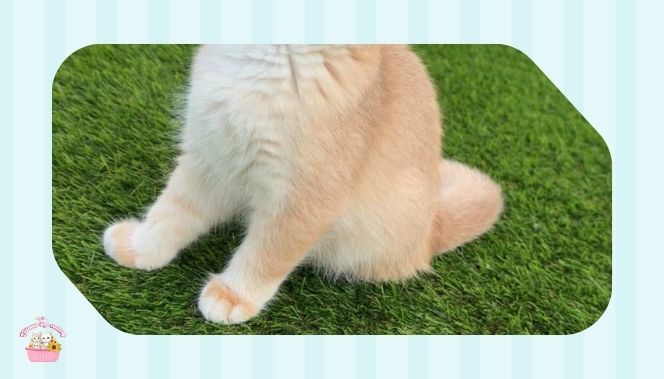 شراء قط BY1133 للبيع في السعودية