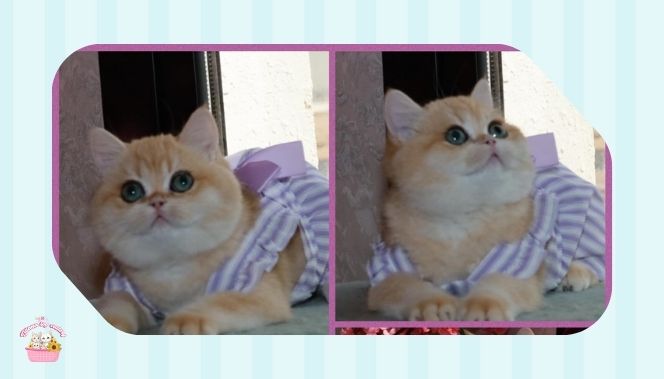 شراء قطط أونلاين السعودية