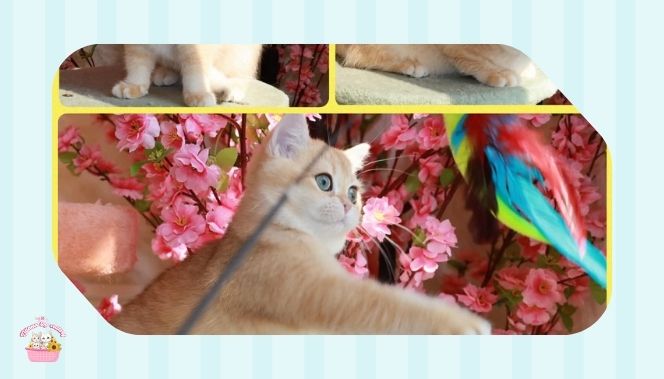 The Importance of Buying Cats from a Trusted Store