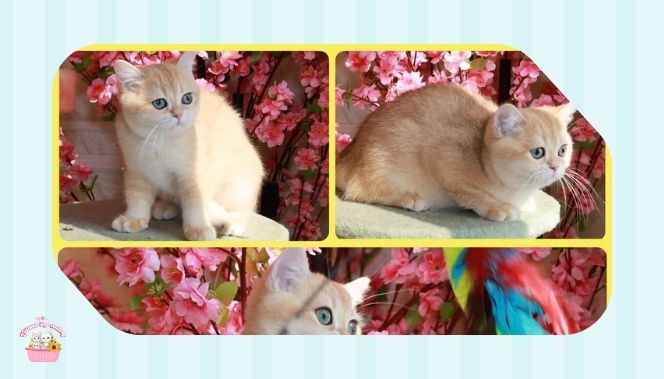 How to Find Cats for Sale in Saudi Arabia Online