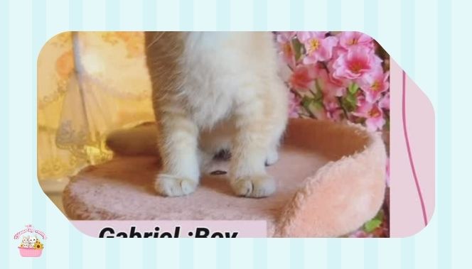 Why Buying Luxury Cats in Dubai Is Worth It