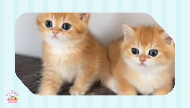 luxury cats in Dubai