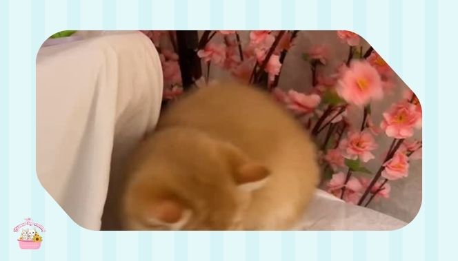 أفضل متجر لشراء NY قطط