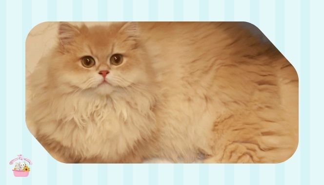 أبرز مواصفات قطط Cy