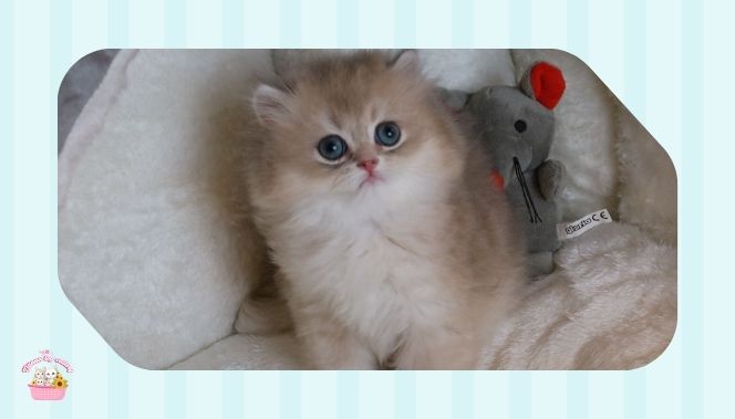 أفضل متجر لشراء قطط AY أصيلة